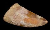 Big, Thick Inch Carcharodontosaurus Tooth #4225-2